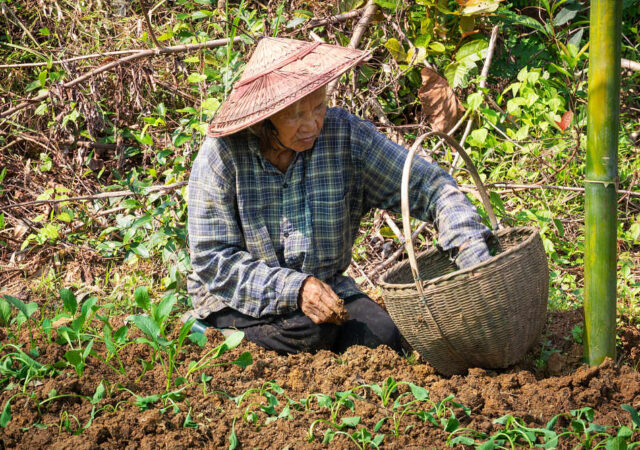 agricultura de subsistencia
