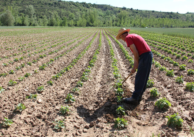 agricultura ecológica en Burgos