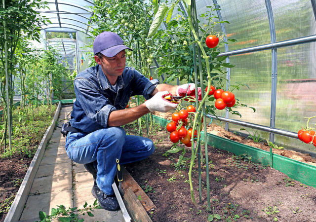 agricultura intensiva