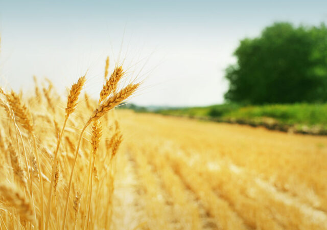 resultados de los campos de ensayo 2020