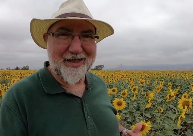 campo de girasoles