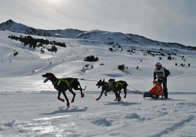mundial de mushing
