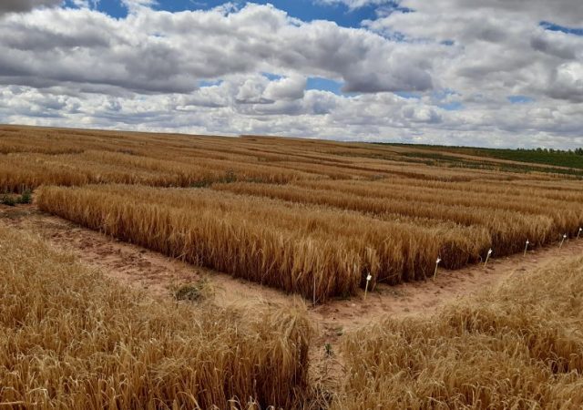 campos de ensayo