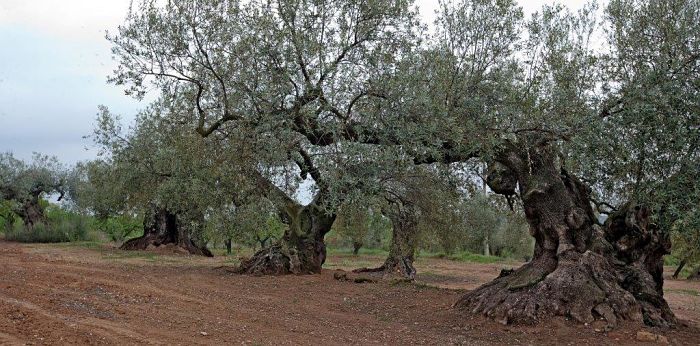 olivos milenarios