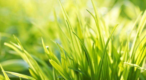 absorcion-de-la.energia-luminica