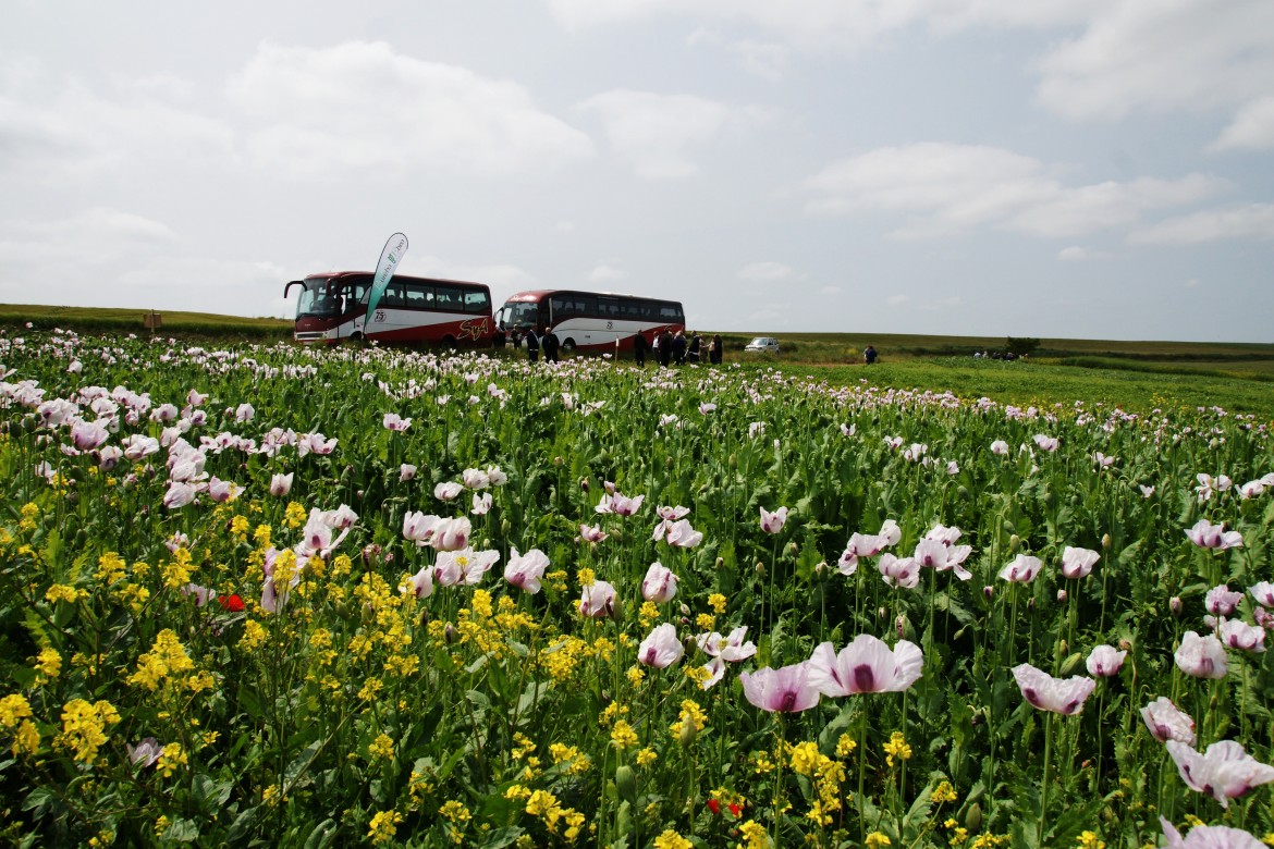 Campos de Ensayo 2015