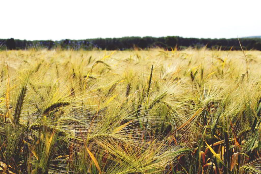 nuevas variedades de cereal de invierno en Castilla y León
