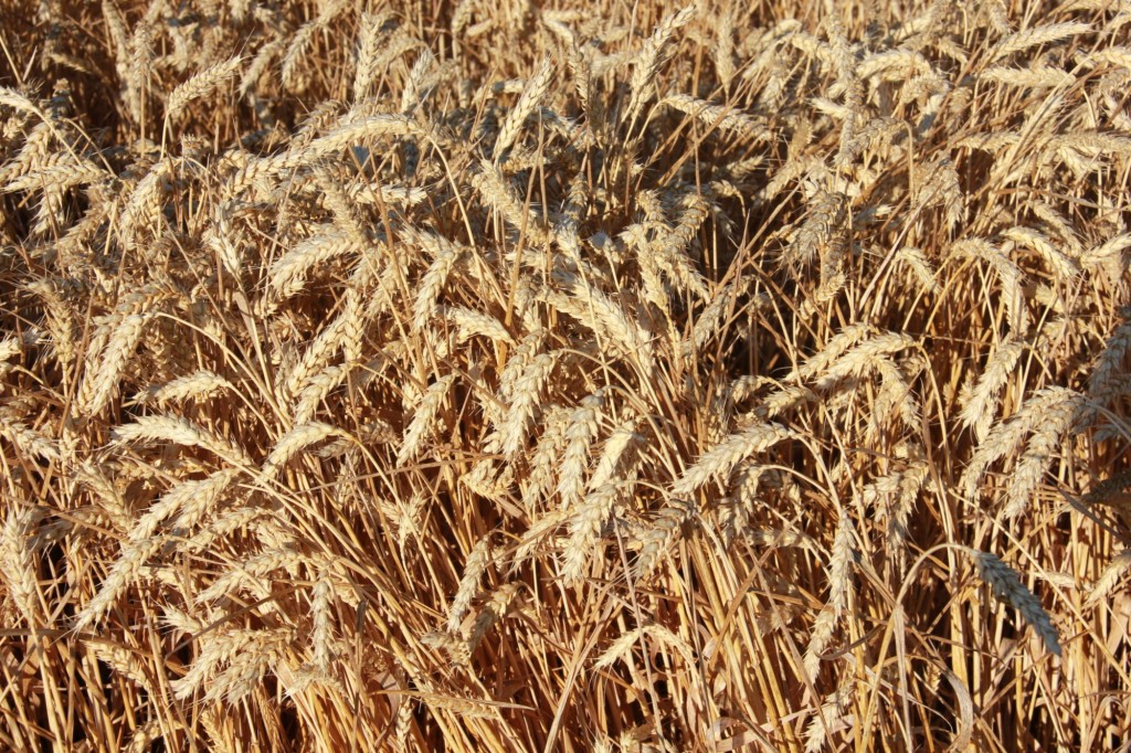 El sector agrario ha obtenido la mejor cosecha de cereal de la historia