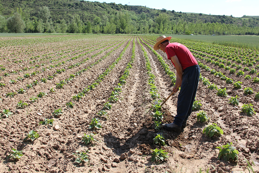 agricultura ecologica en Burgos