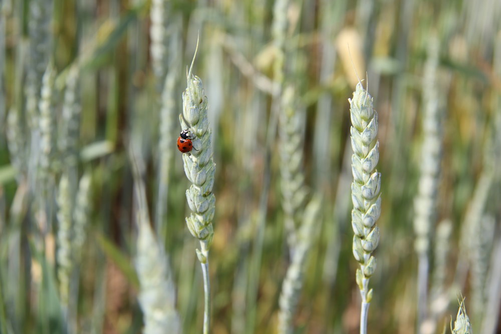 agricultura ecológica en Burgos