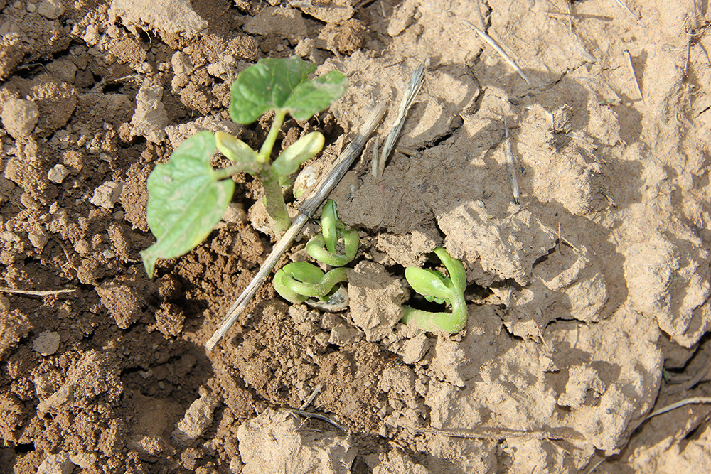 agricultura ecológica en Burgos