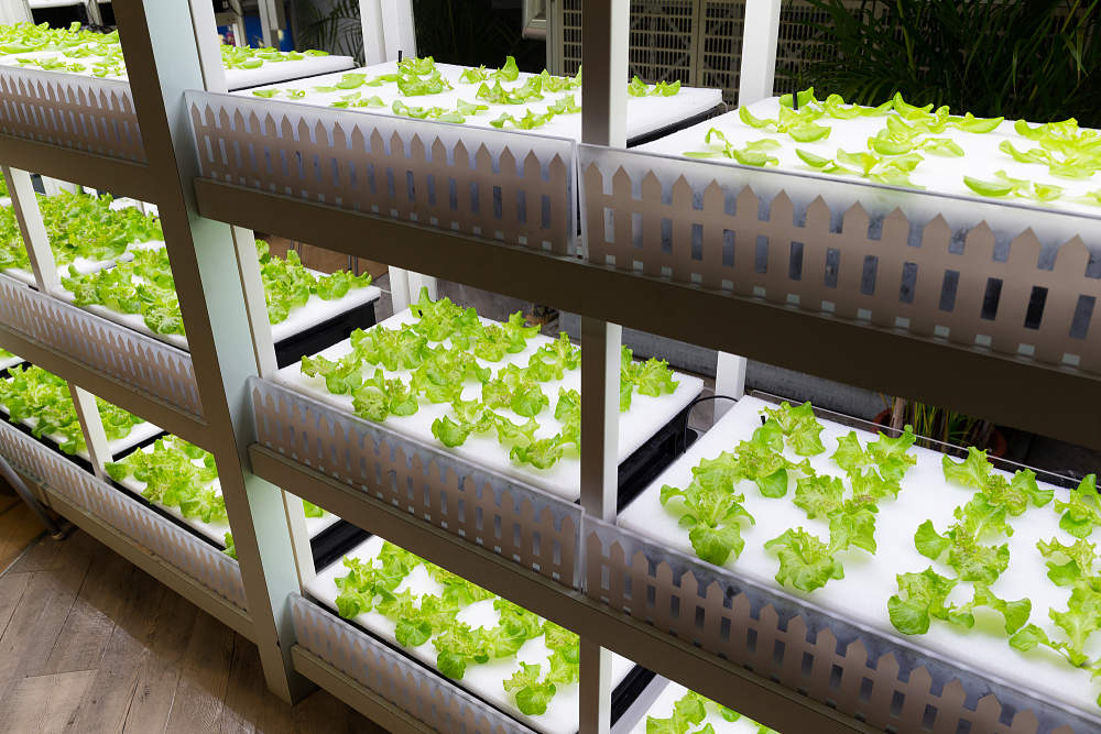 agricultura vertical