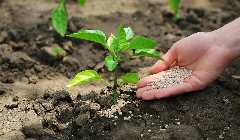 Los 5 tipos de fertilizantes más utilizados en agricultura