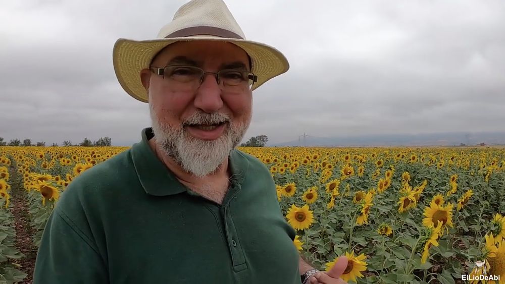 campo de girasoles