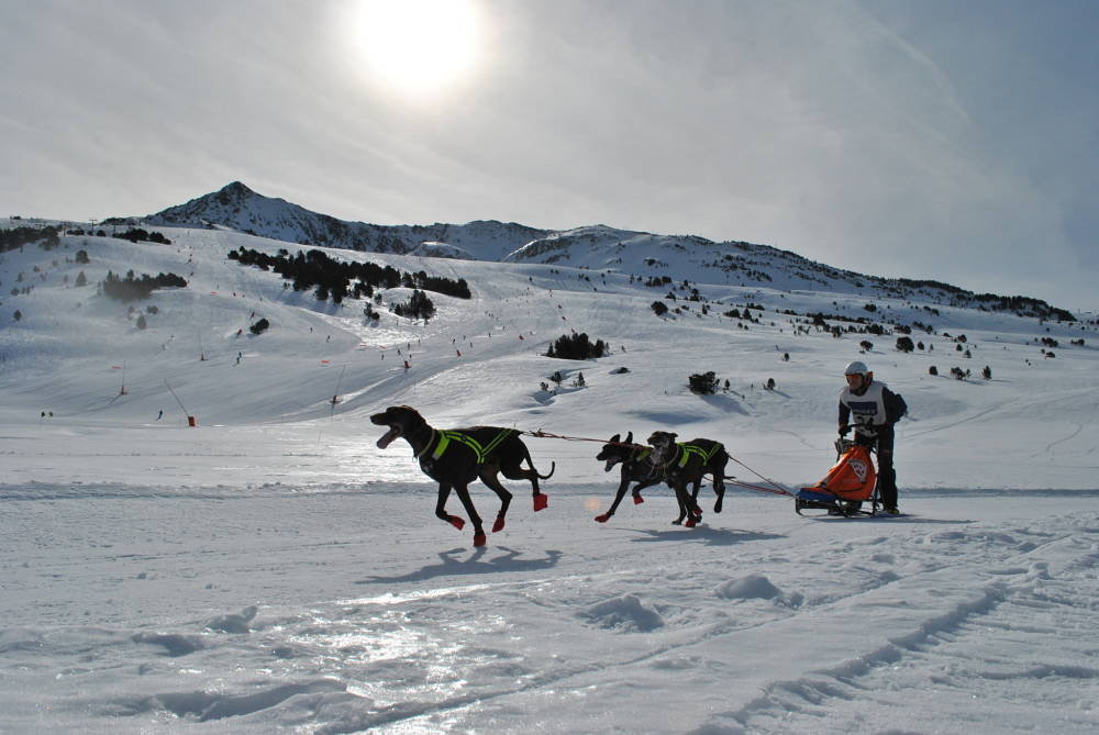 Javier del Canto, mushing