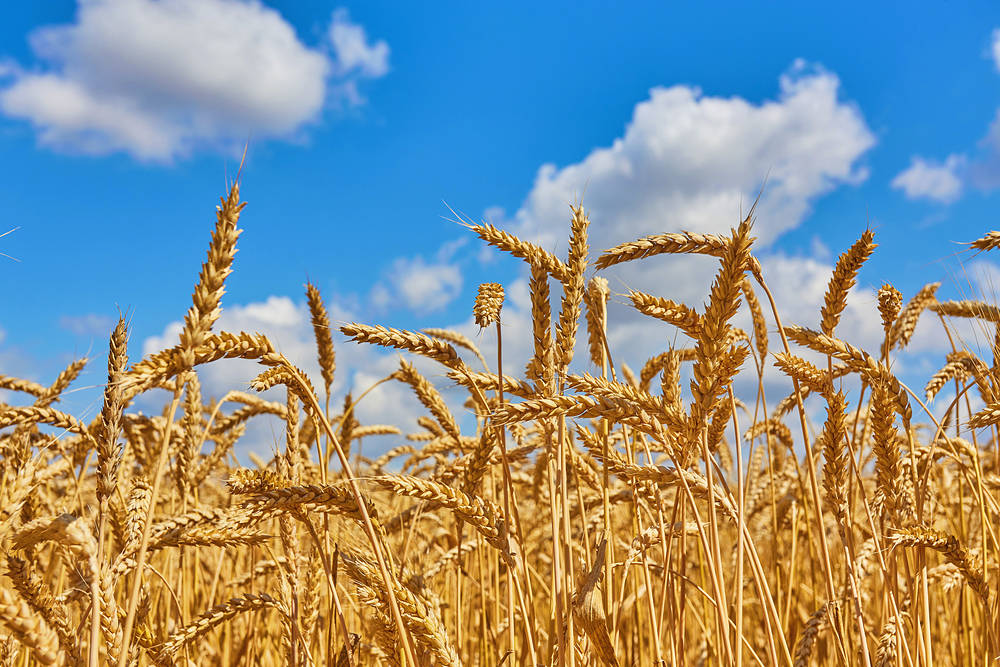 Préstamos de sequía