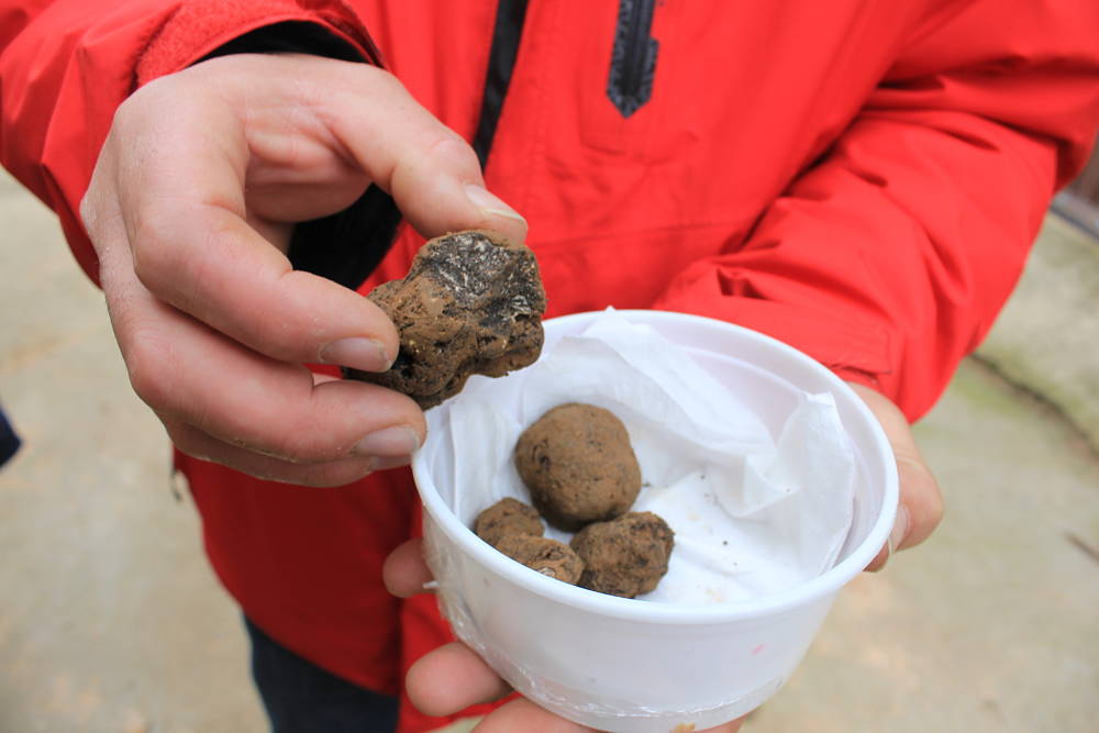 trufa negra burgalesa