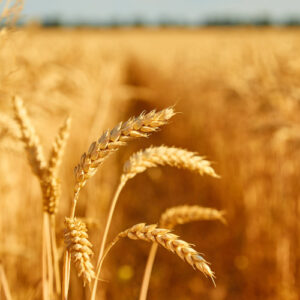 ayudas para prevención laboral
