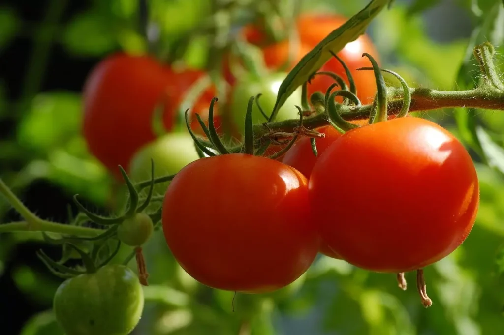 proteger del calor los cultivos de huerta