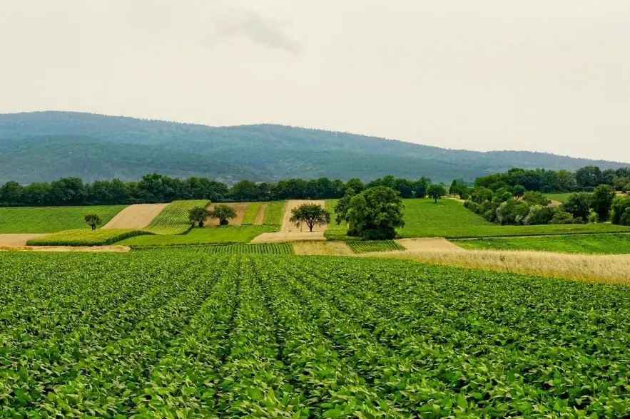 sembrado
Gestión Agrícola España 2024