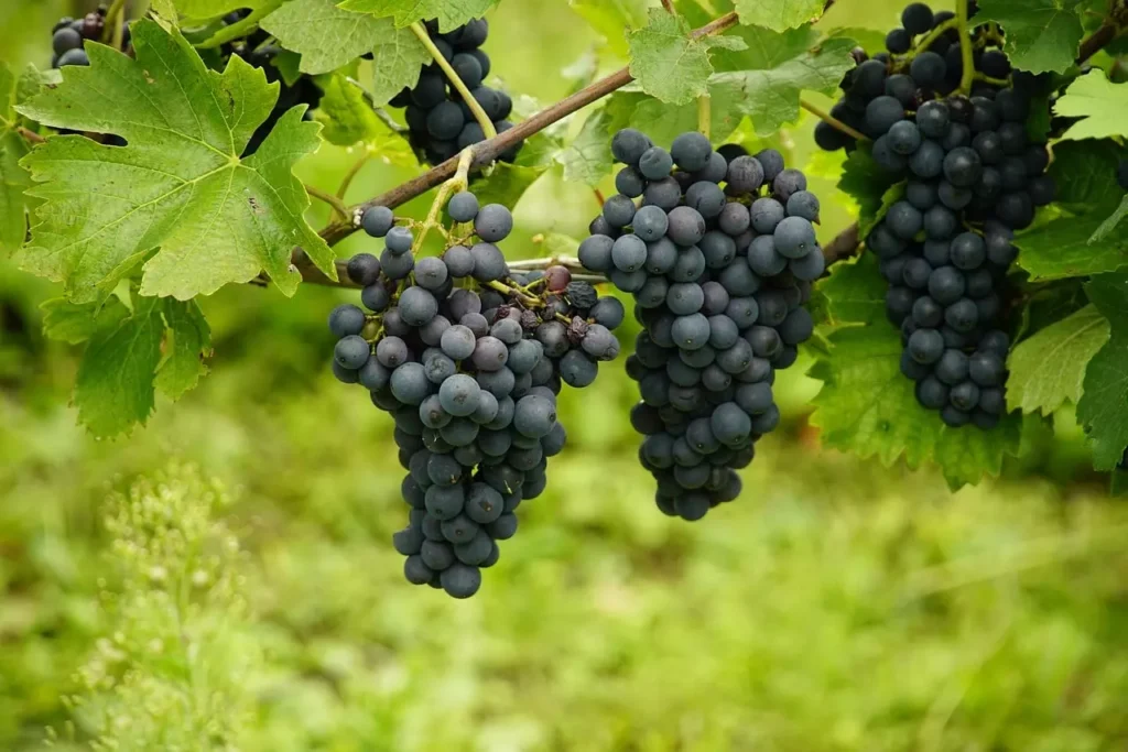 uvas rojas Gestión Agrícola España