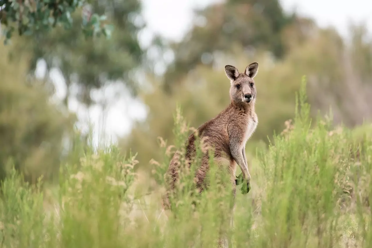 zonas rurales Australia