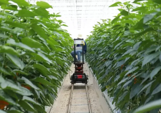 IA en el campo