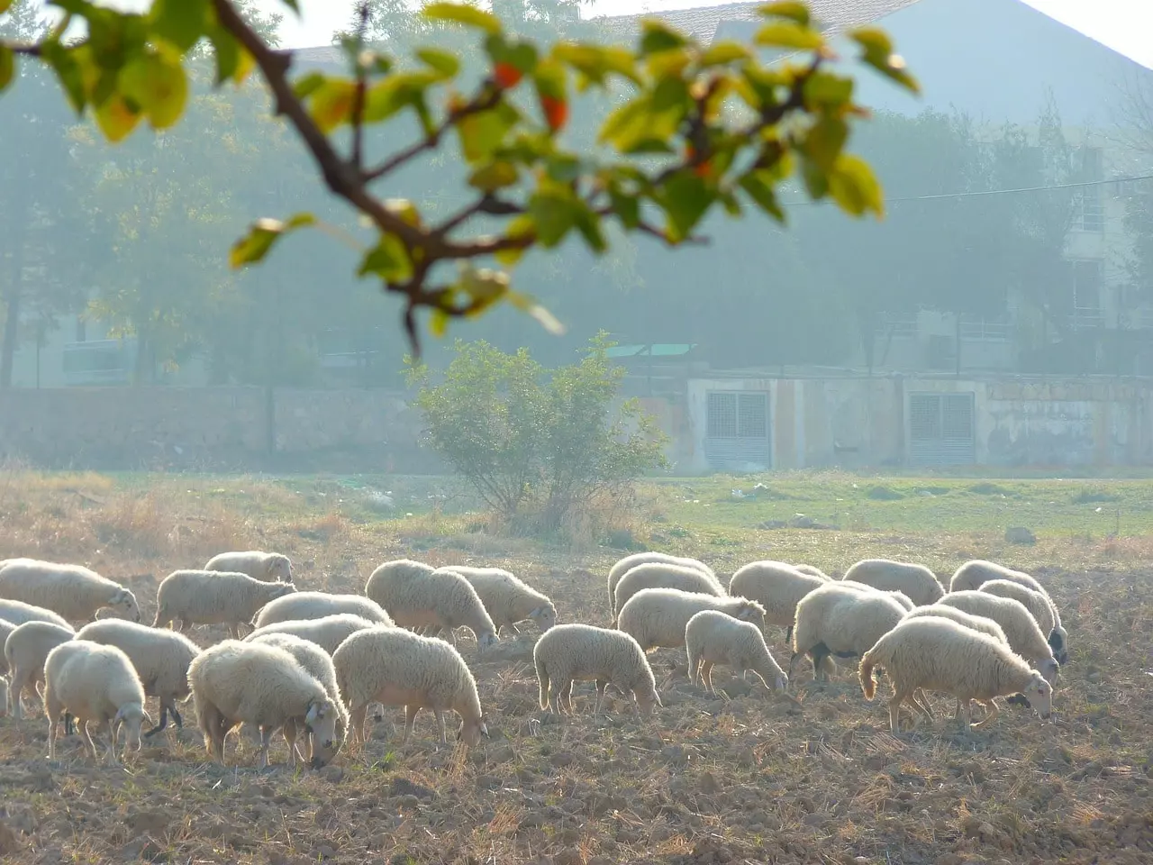 agricultura-y-ganaderia-en-ecosistema