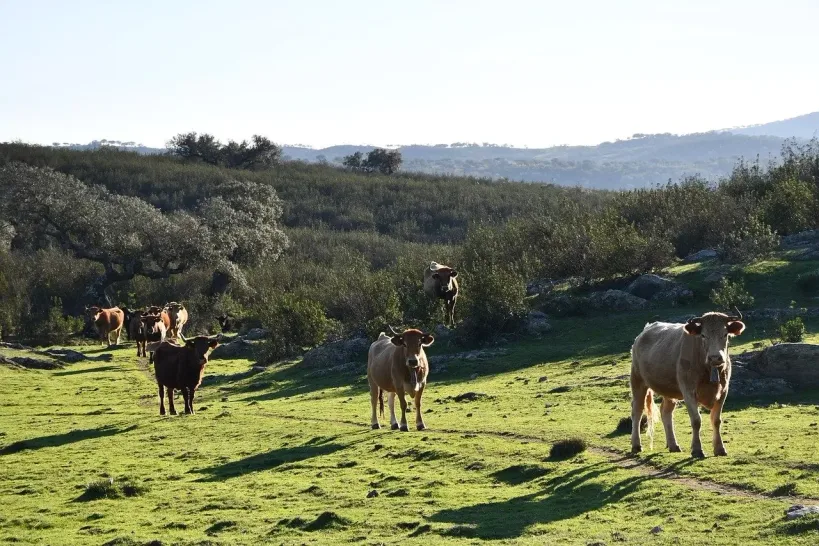 unir-agricultura-y-ganaderia