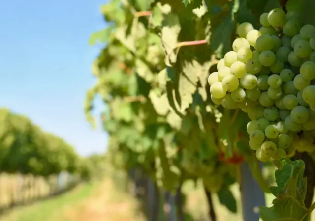 rotación-de-cultivos-uvas