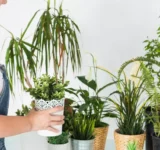 cuidar-las-plantas -de-casa