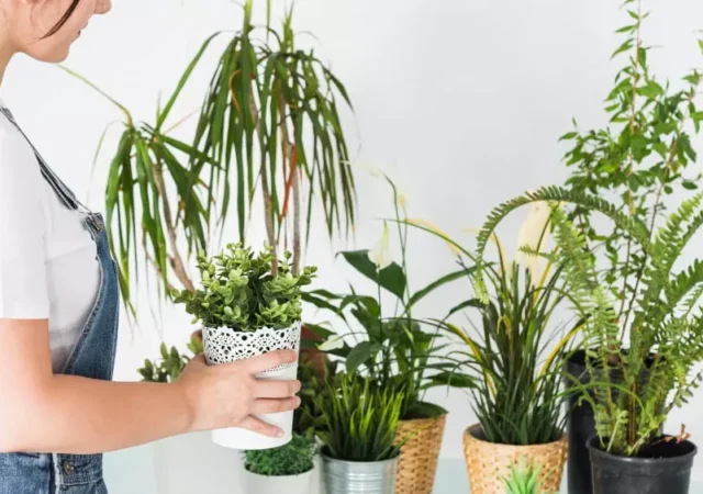 cuidar-las-plantas -de-casa