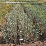 resultados-campos-de-ensayo-2025