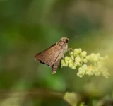 plagas-mas-frecuentes-polilla