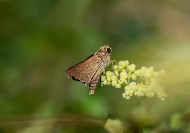 plagas-mas-frecuentes-polilla