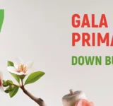 gala-down-burgos-2026